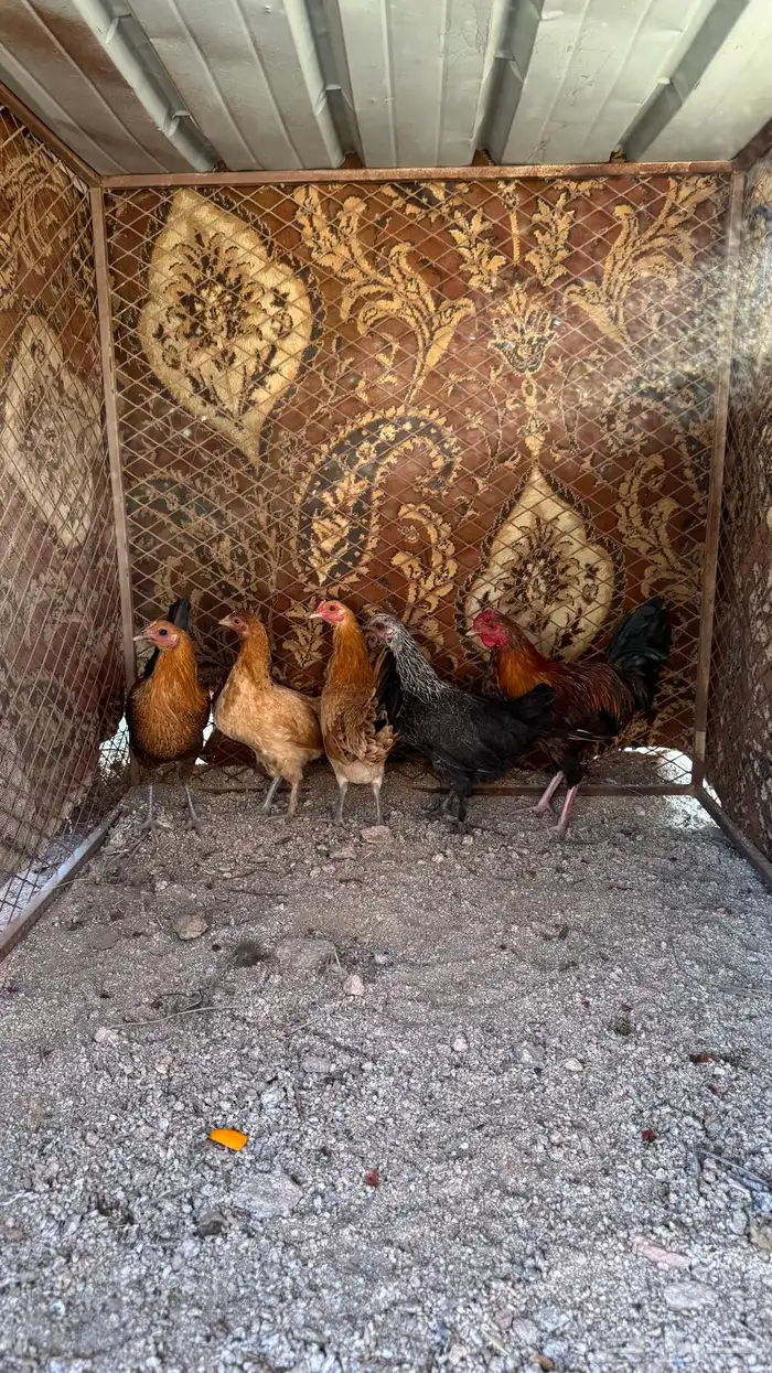 دجاج للبيع 3