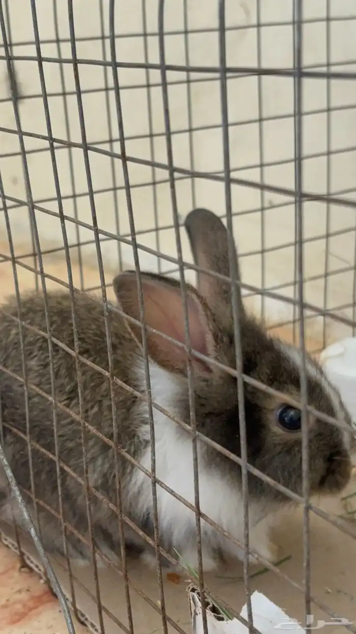 أرنب انقورا للبيع صغير الحجم   منزلي 0