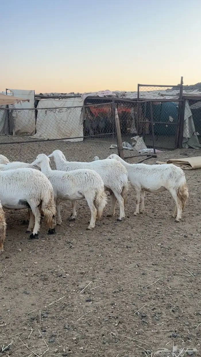اعرض لكم حلالي ضان شهران متابيع كفوو مراح واحد واسنان 3