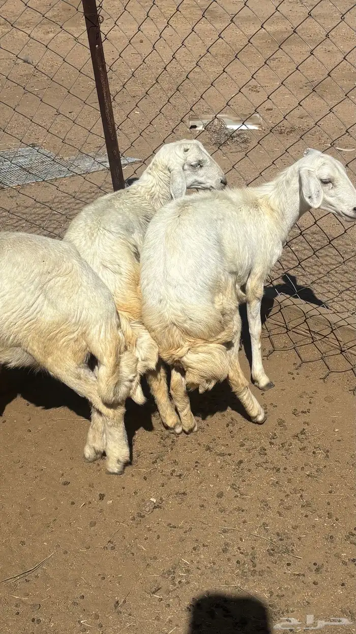 خروفين ورخل للبيع 3