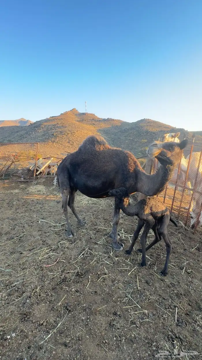 خلفه ناتج اليوم للببع 1