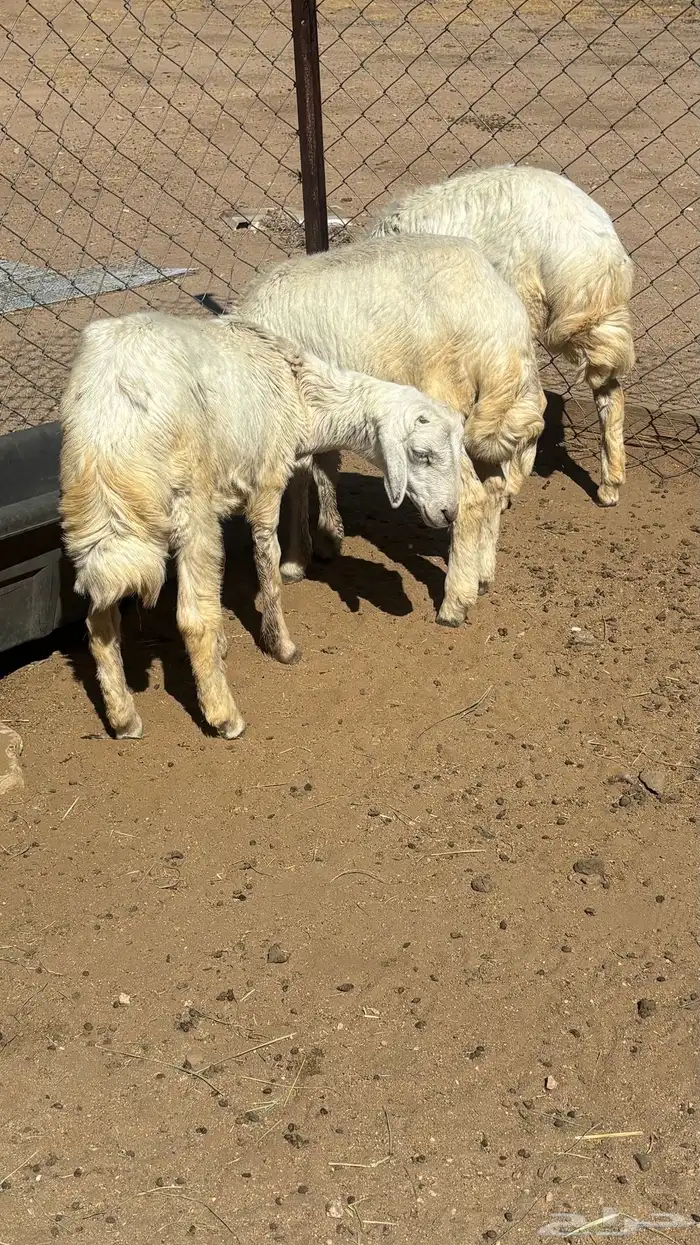 خروفين ورخل للبيع 5