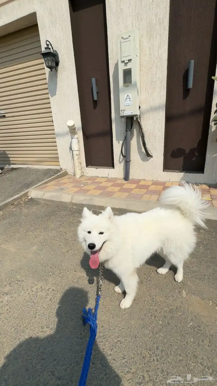 كلب سامويد 0