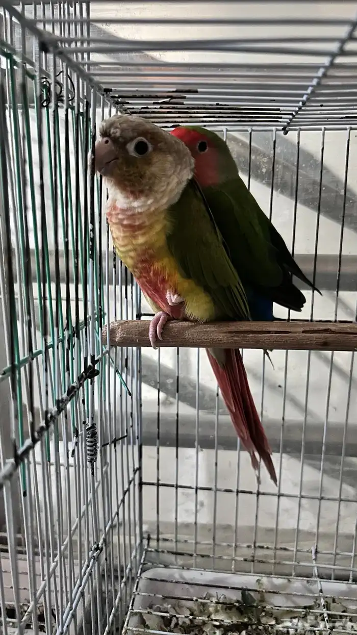 كنيور وروز متعلقين ببعض للبيع 8