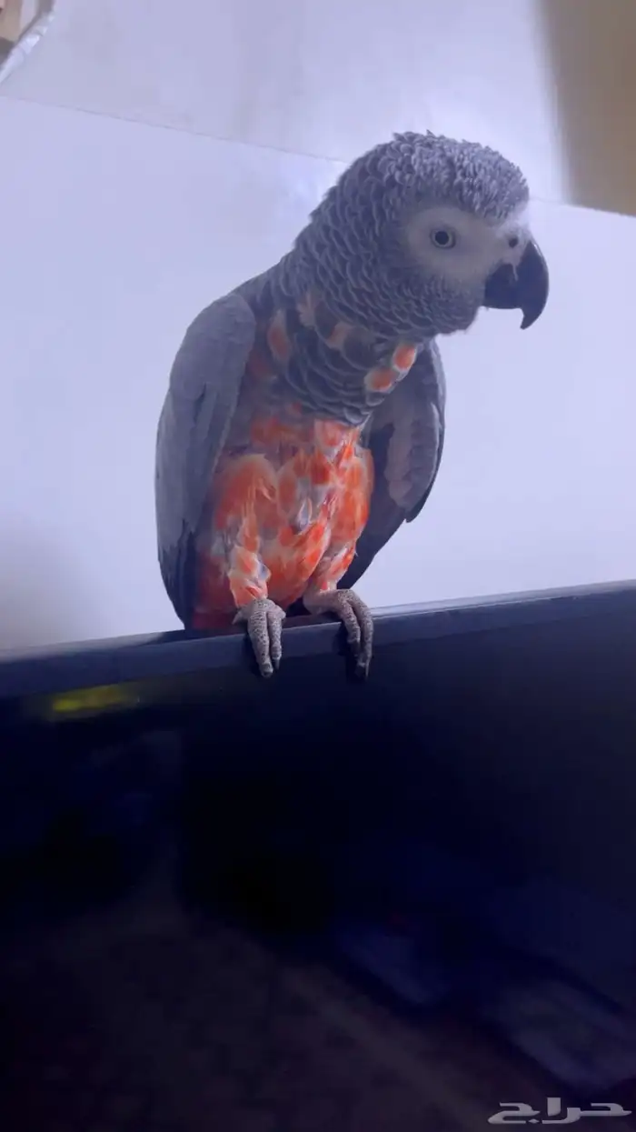 لبيع طير كاسكو 2