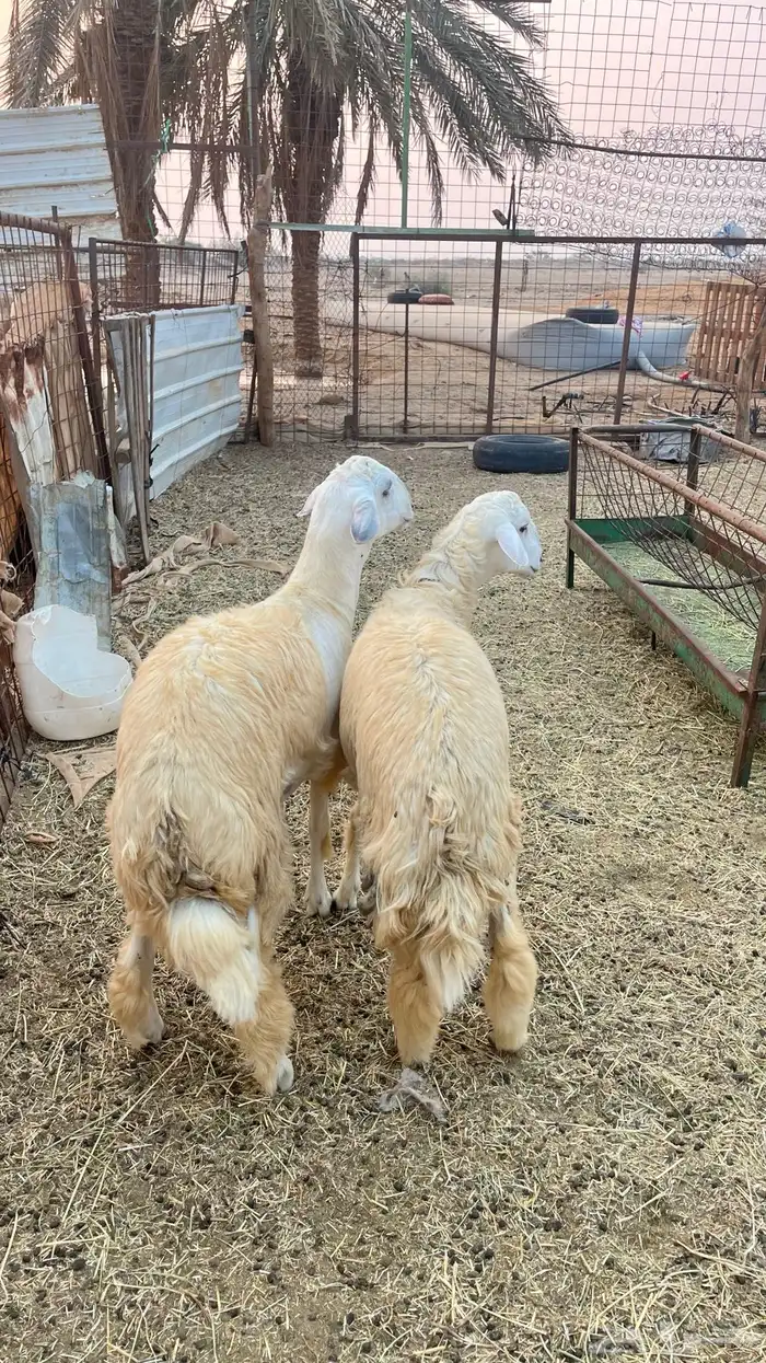 طليان حريه 1