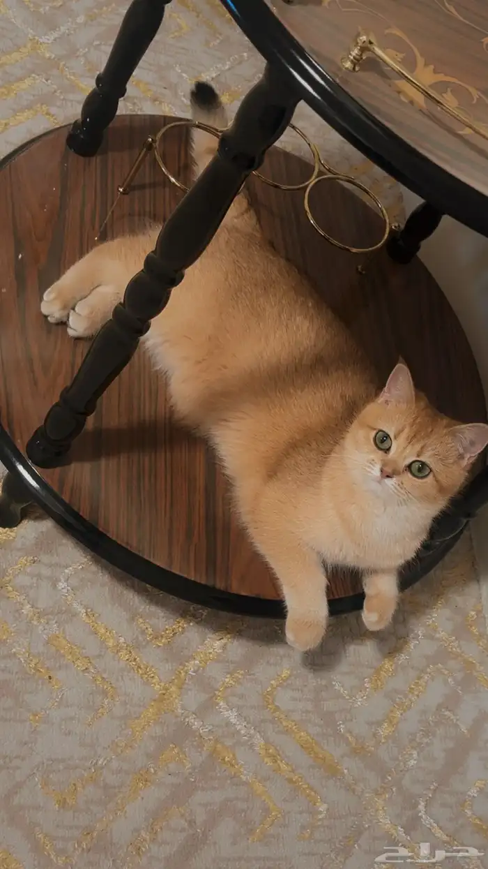 قطه سكوتش تزواج 1