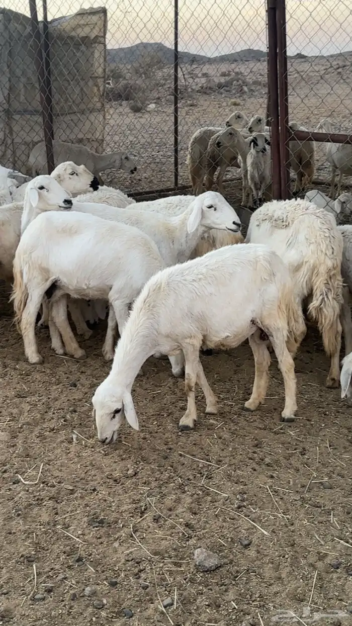 اعرض لكم حلالي ضان دفع دفاع بين مراح واحد ونضاف ومشروطه 0