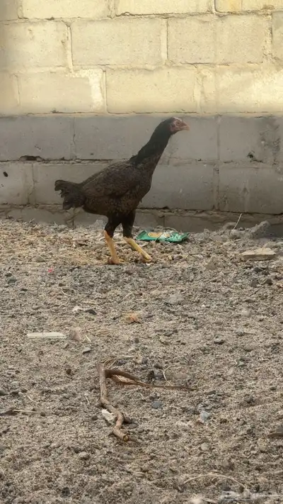 دجاج باكستاني شمو يباني و سندي index