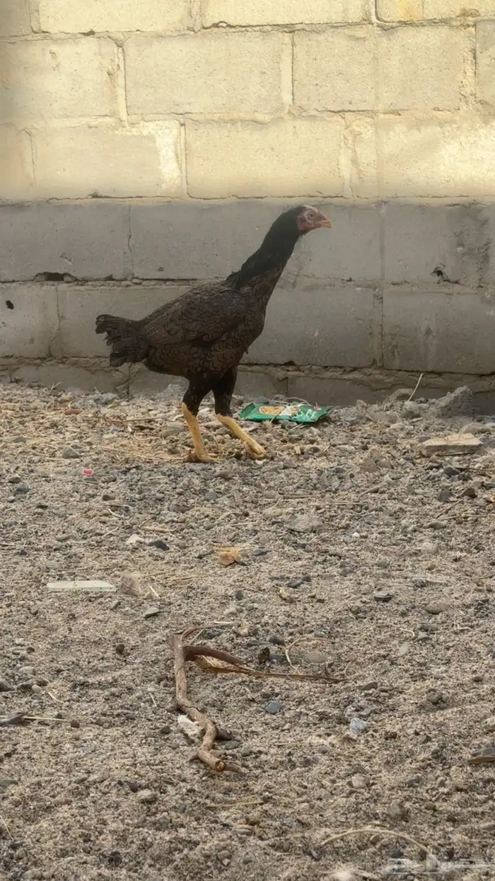 دجاج باكستاني شمو يباني و سندي 1