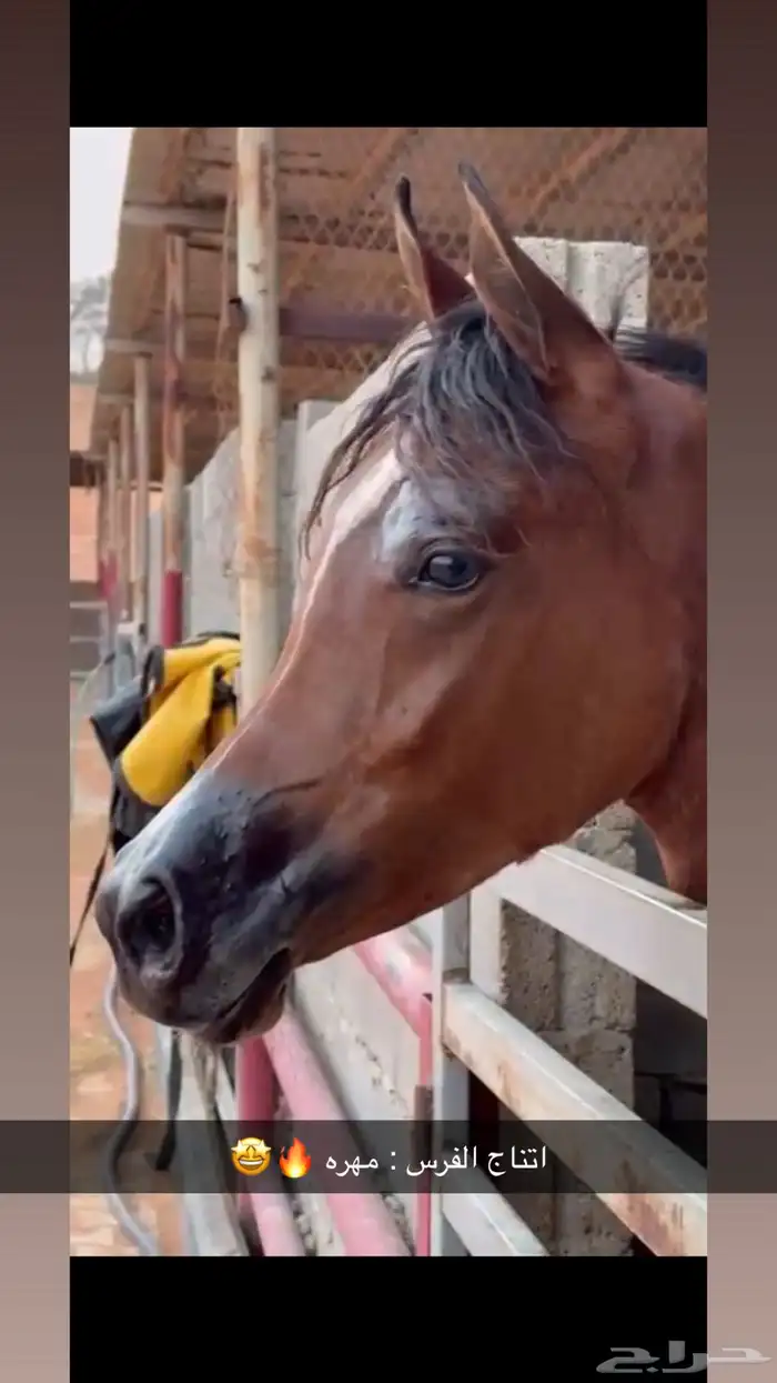 فرس واهو للبيع 6