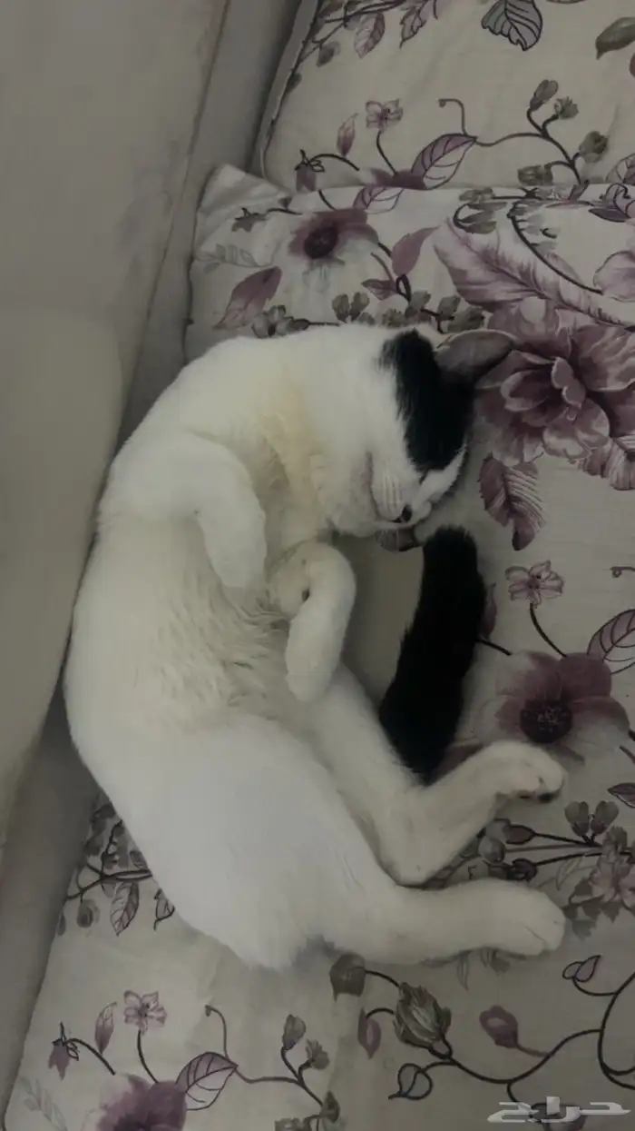 قط عمره 7 اشهر 0