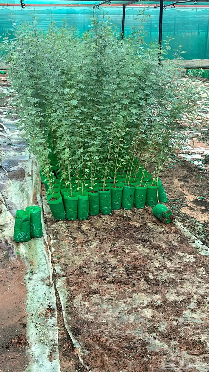 للبيع شتلات. قرض وطلح. 0