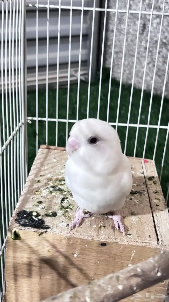 طير روز فرد 2