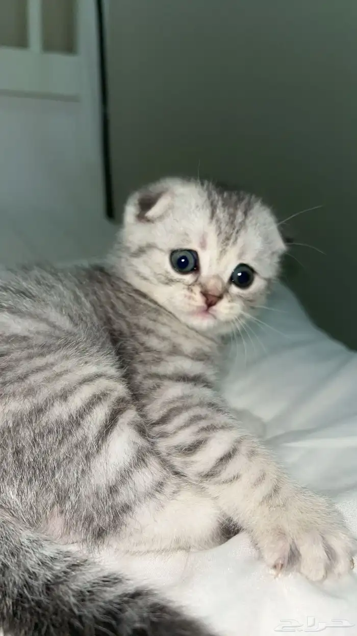 سكوتش فولد سلفر ضاع علي 3