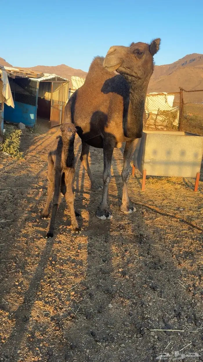 خلفه ناتج اليوم للببع 5