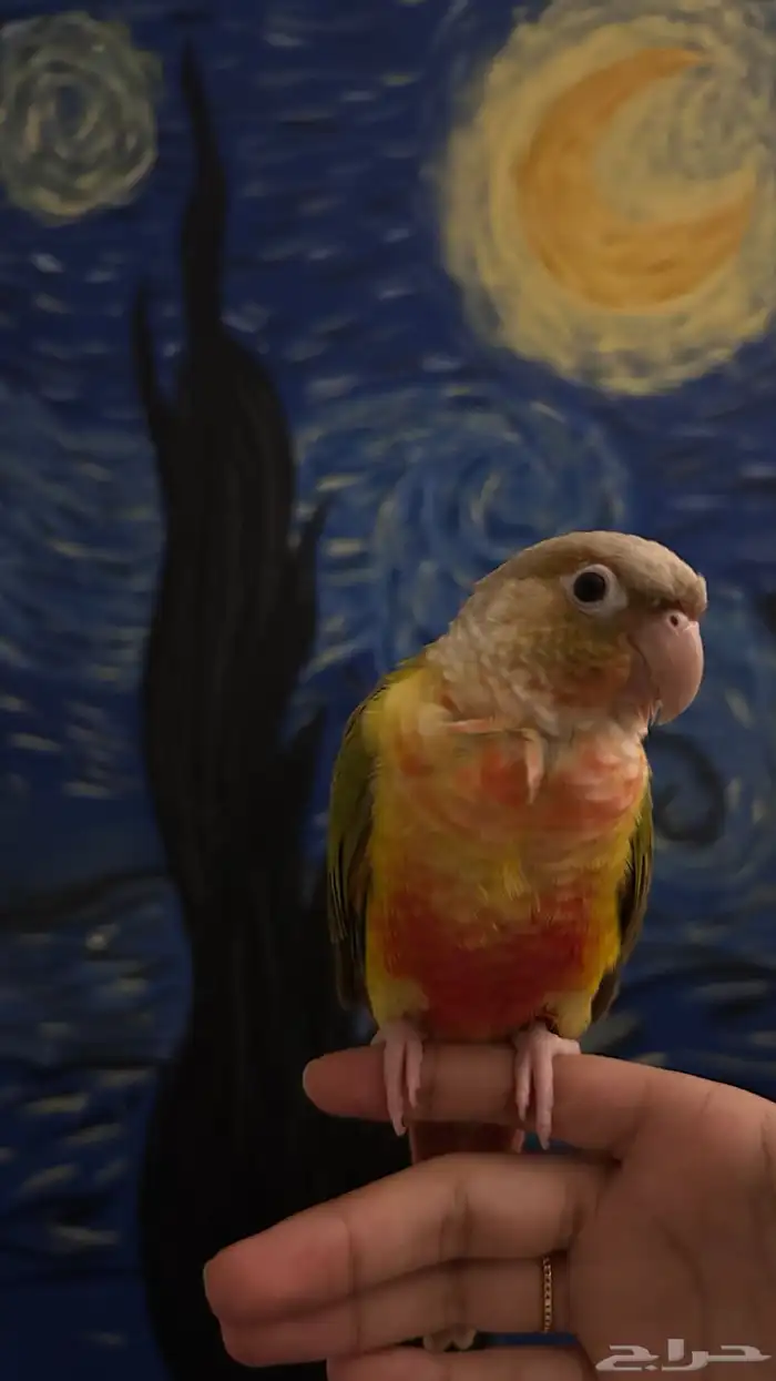 كنيور وروز متعلقين ببعض للبيع 4