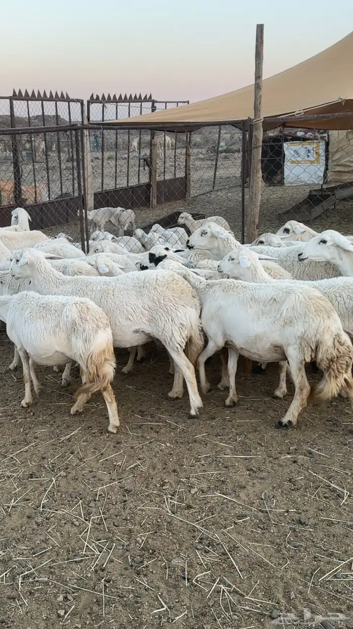 اعرض لكم حلالي ضان شهران متابيع كفوو مراح واحد واسنان 0