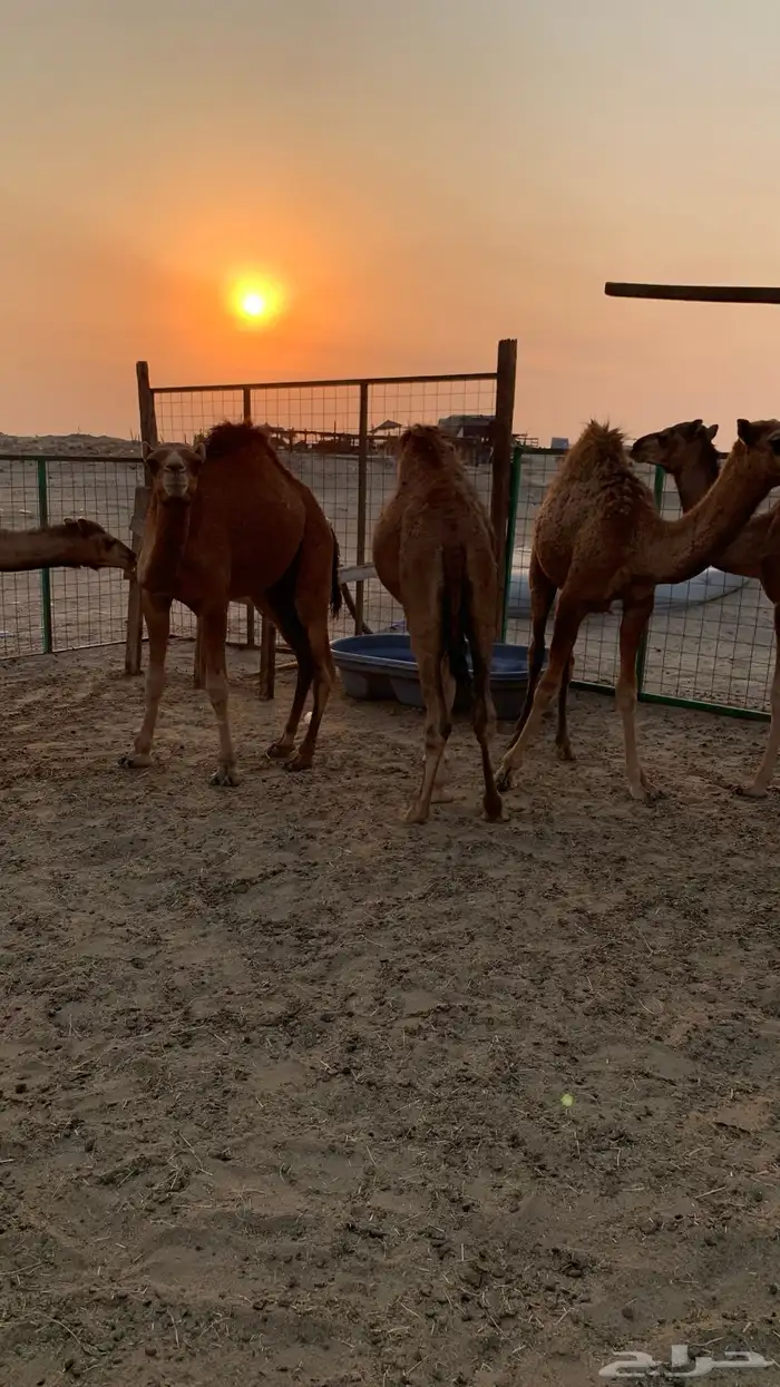 قعدان بلدي 1