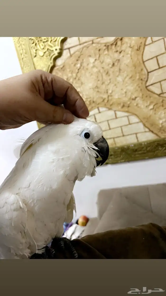 كوكاتو امبريلاء 5