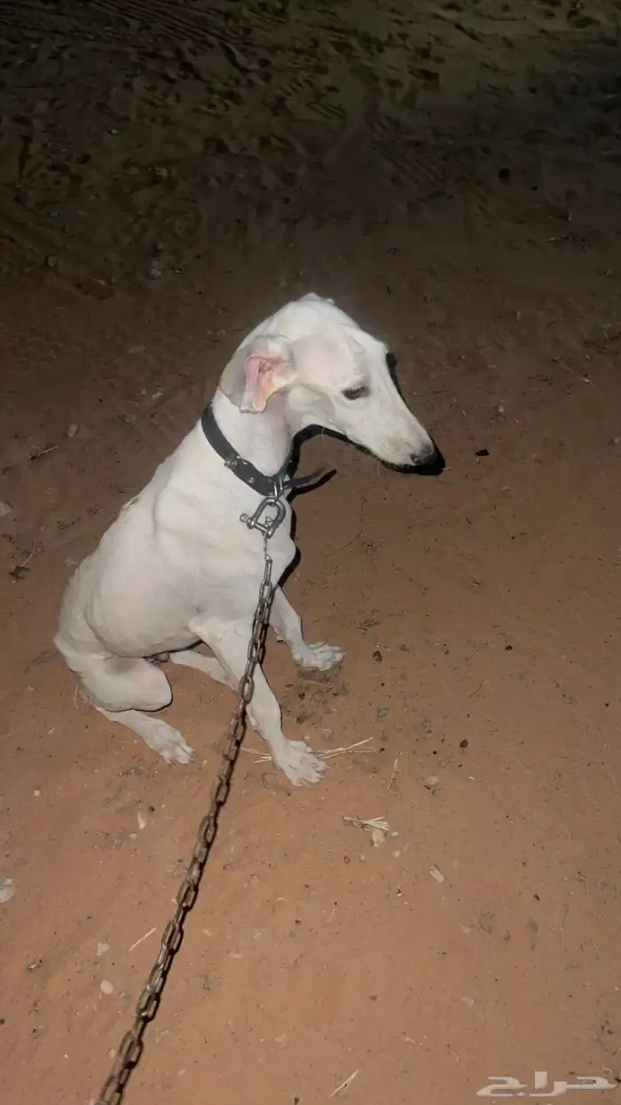 سلوقي صيد للبيع 1