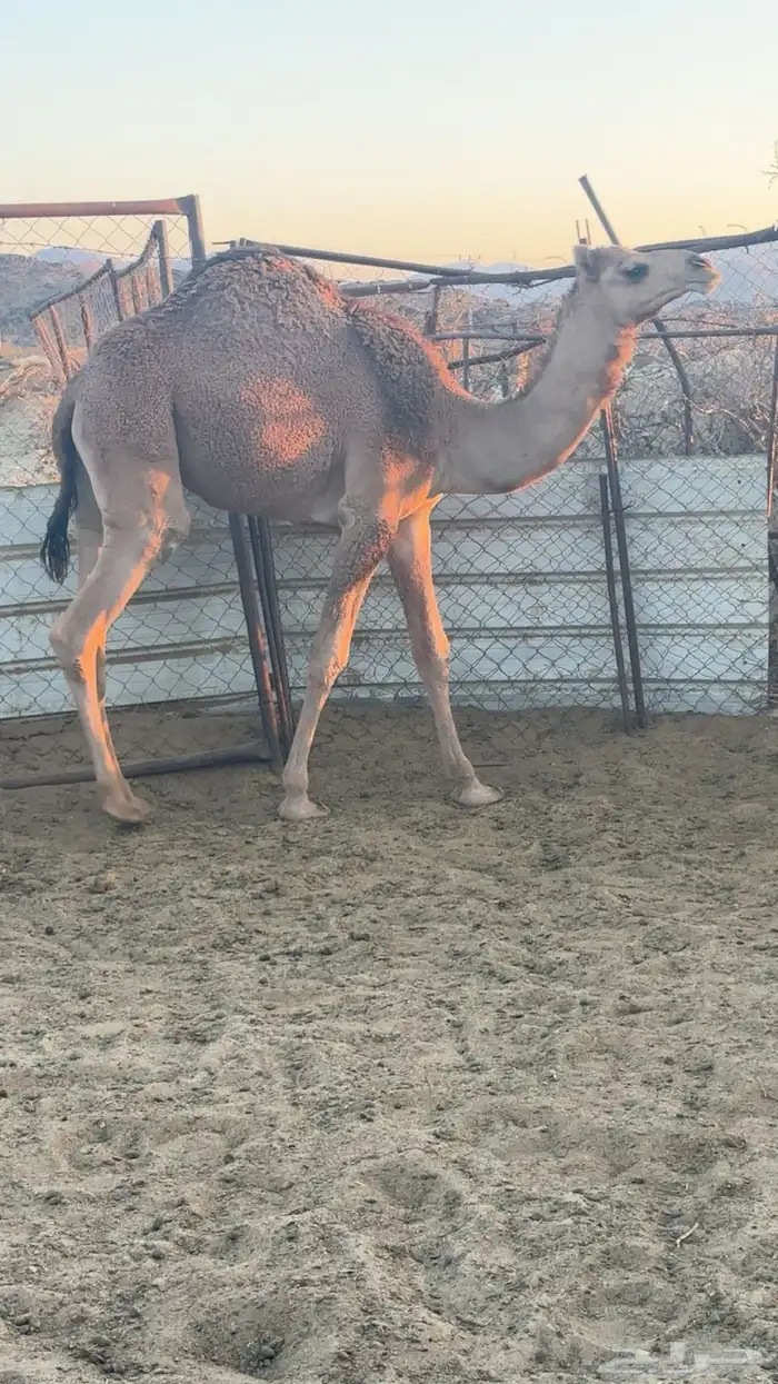 قعدان مبادي ومناسبات وذبح من مراحي 4