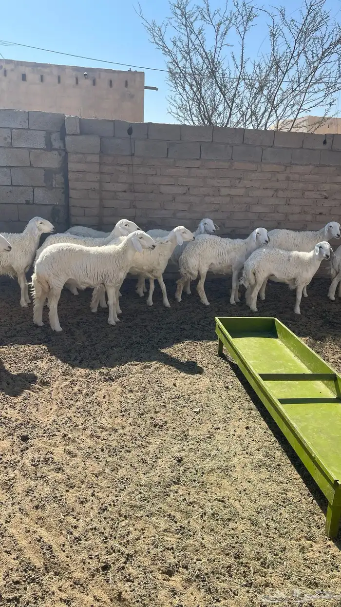 رخال للبيع 4