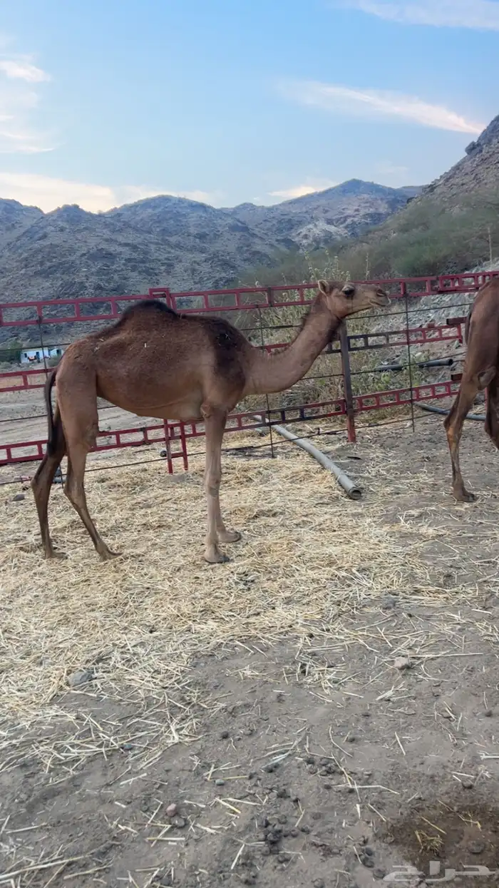 بكار حمر طيبه 1