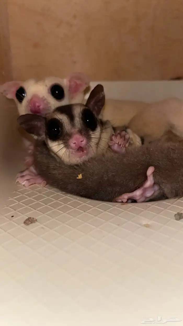 زوجين ودكر 4