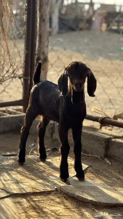 مشروع فحل تيس مطور ادهم ادبس العمر 7ايام index