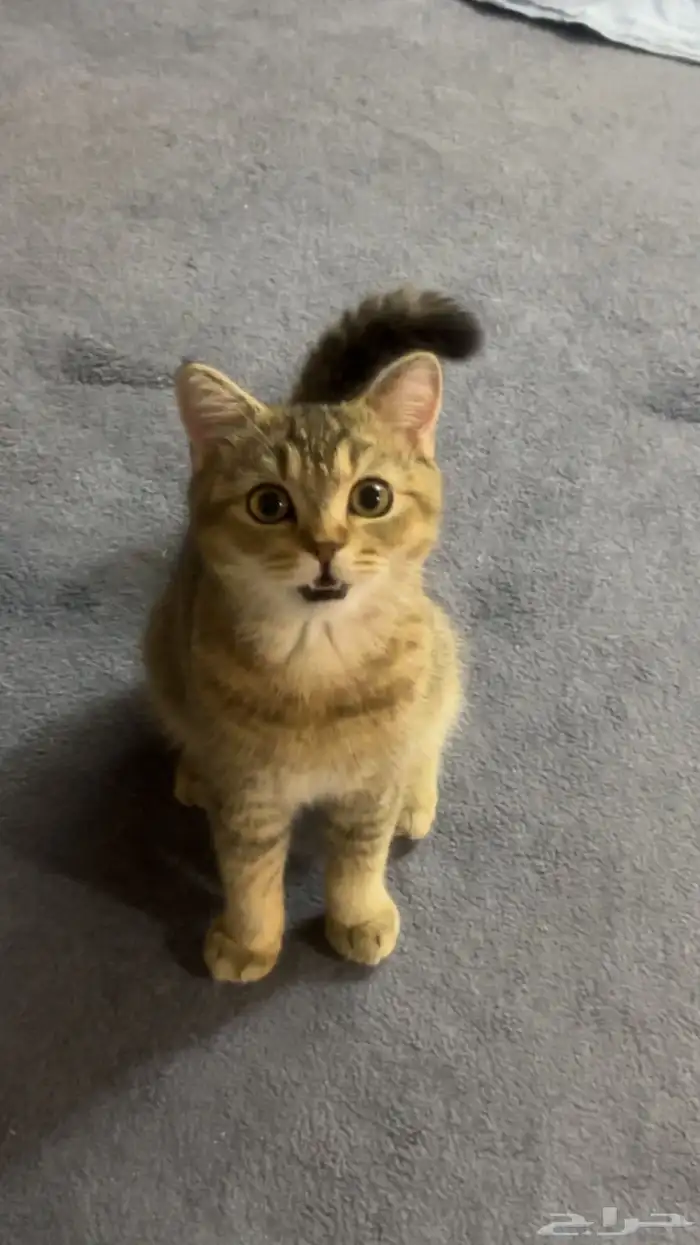 قطتين سكواتش ذكر و انثى 0
