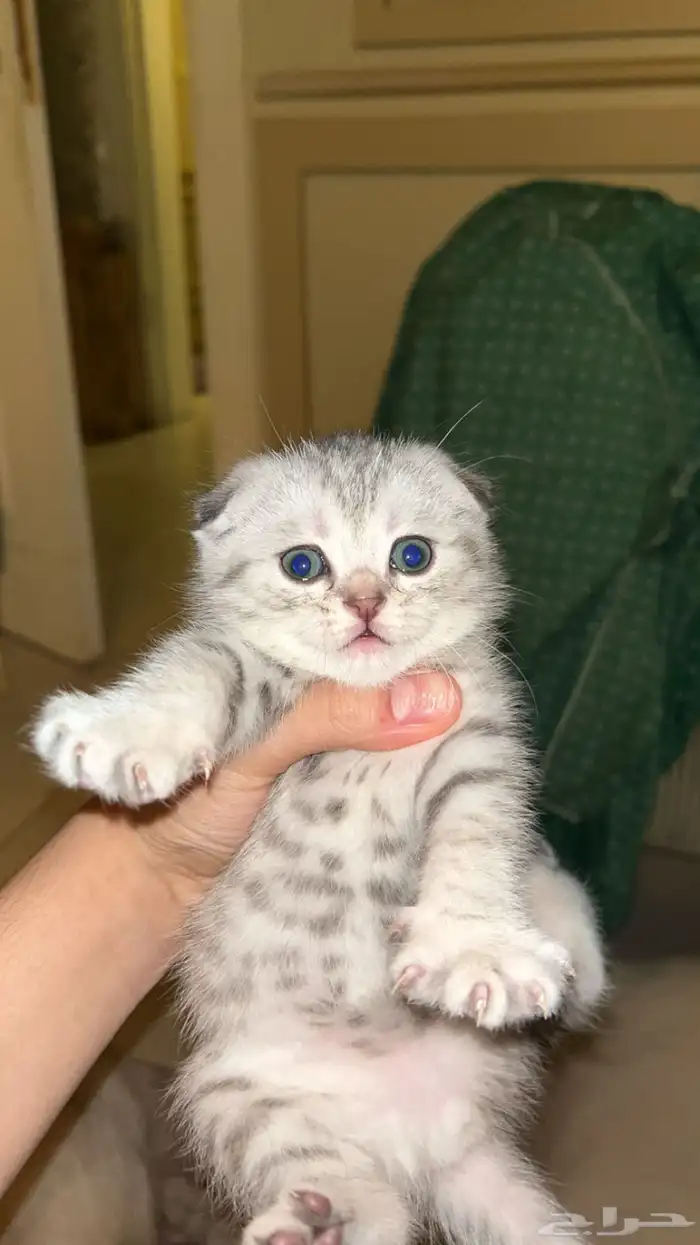 سكوتش فولد سلفر ضاع علي 2