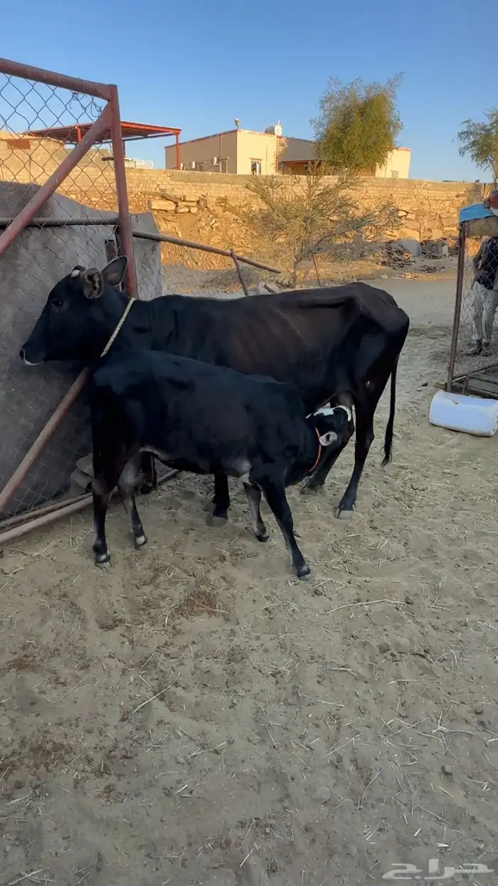 بقره ناتج وقدهي لقحه 1