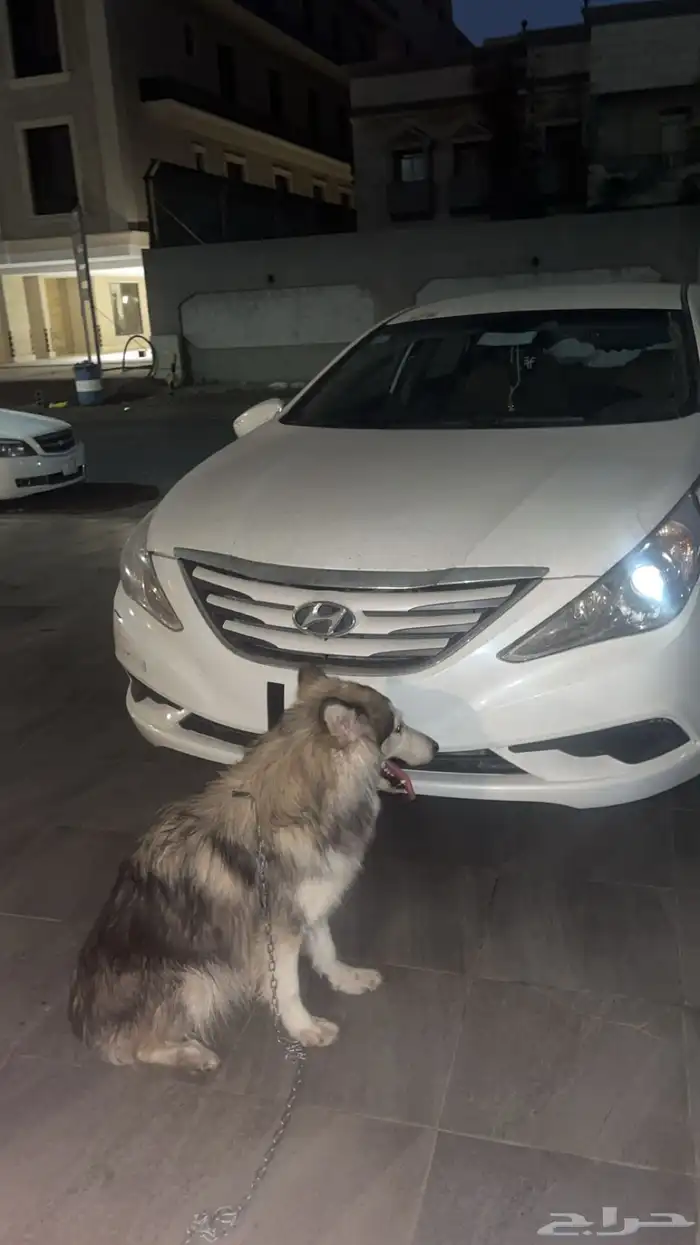 كلب هاسكي مفقود في حي الصفاء 1