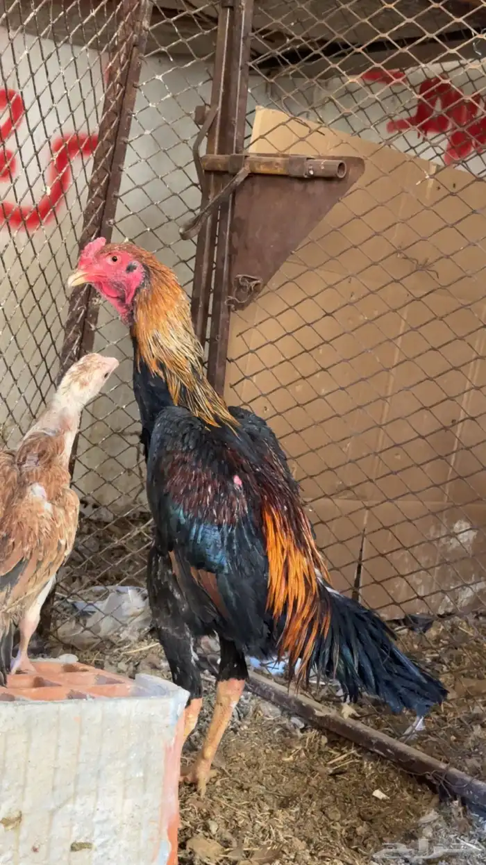 دجاج باكستاني شمو يباني و سندي 18