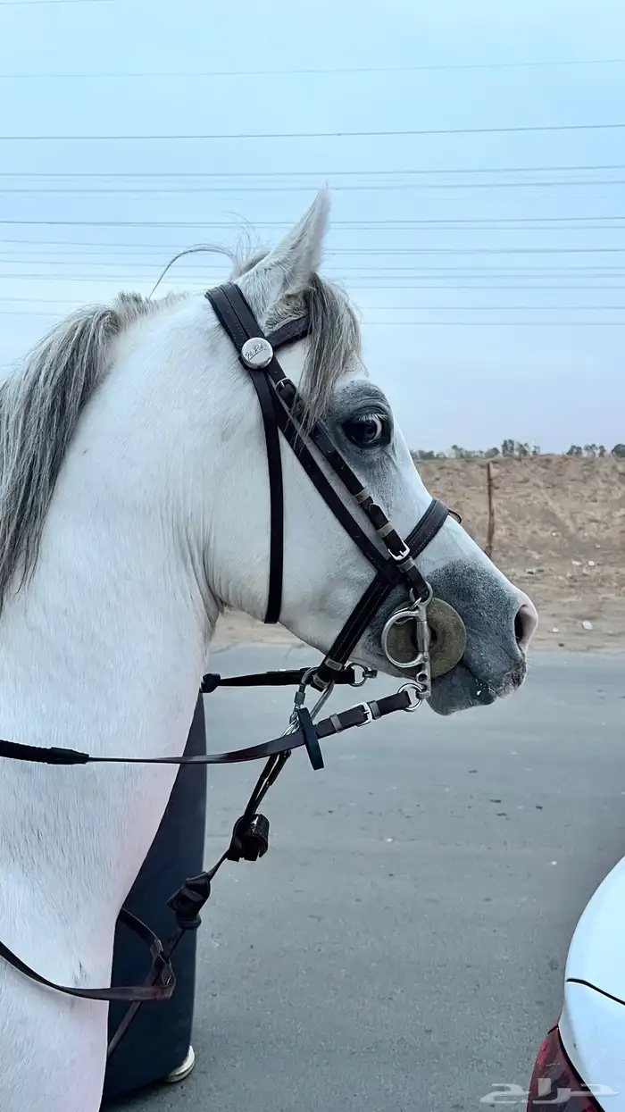 حصان شعبي شيخ 5