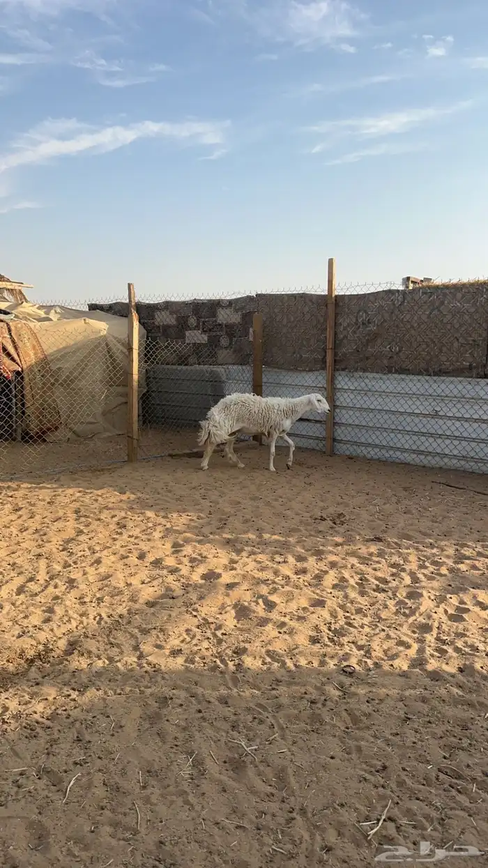 جذعه حرشا طيبه 1