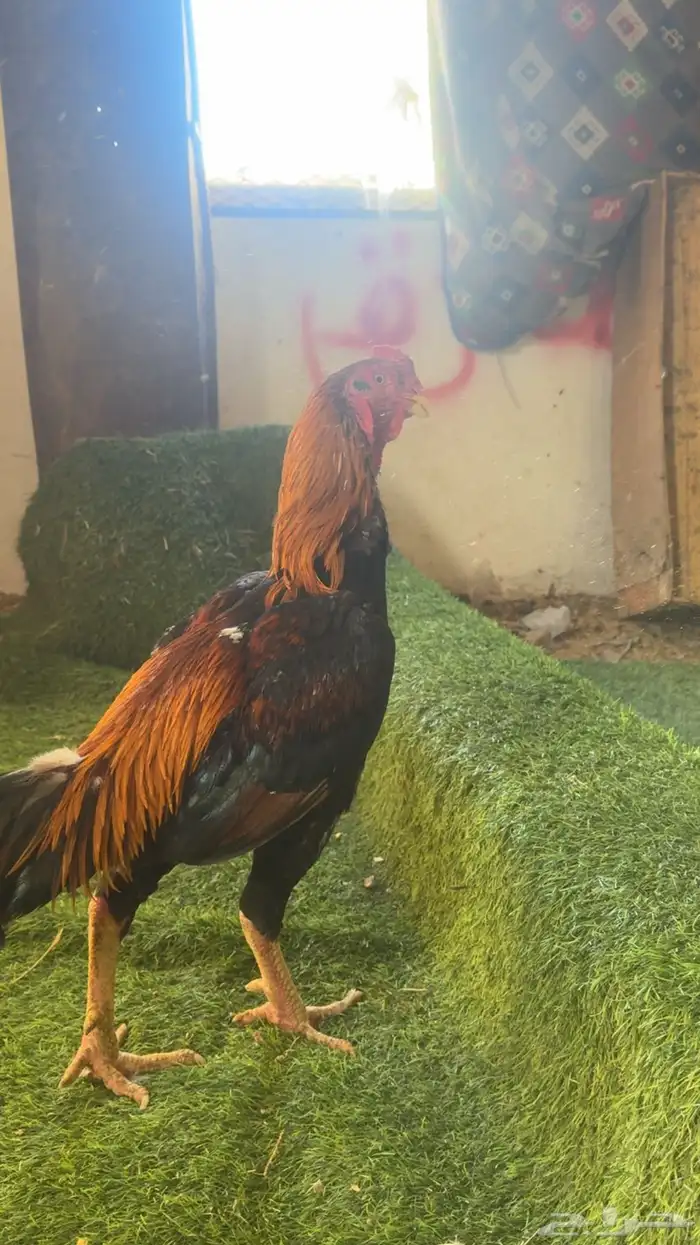 دجاج باكستاني شمو يباني و سندي 3