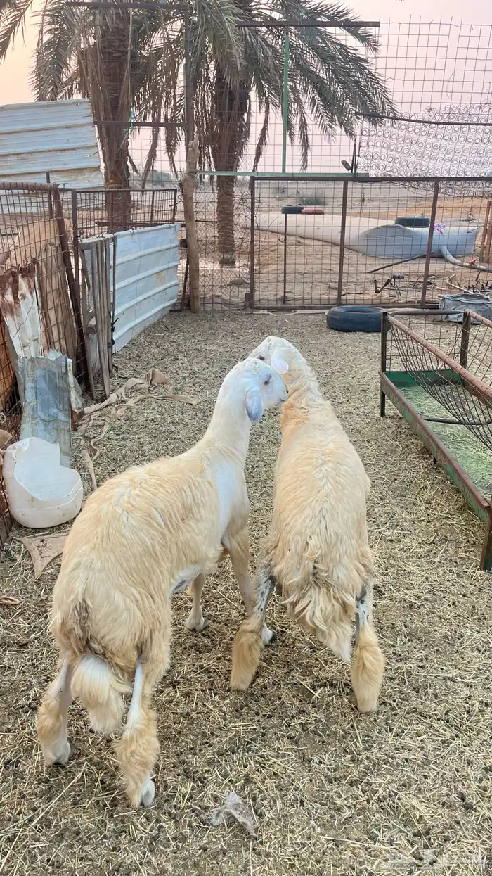 طليان حريه 2