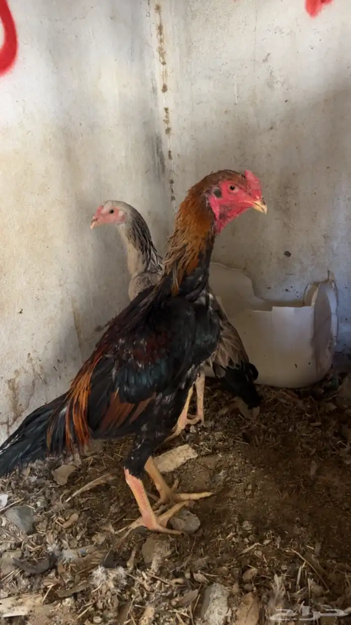 دجاج باكستاني شمو يباني و سندي 25