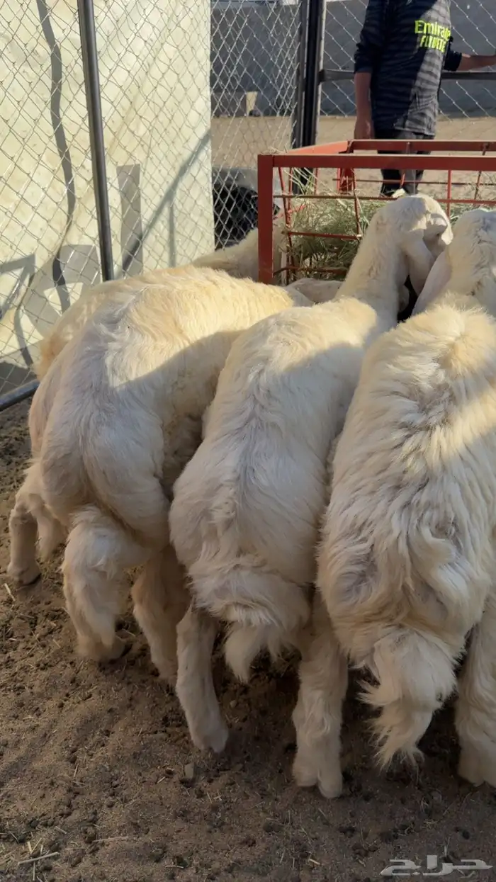 مراح الثمانين لذبايح 0