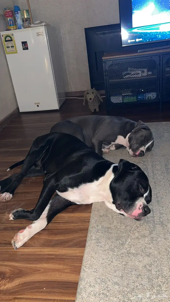 كلاب بيتبول للبيع مستوى رائع 12