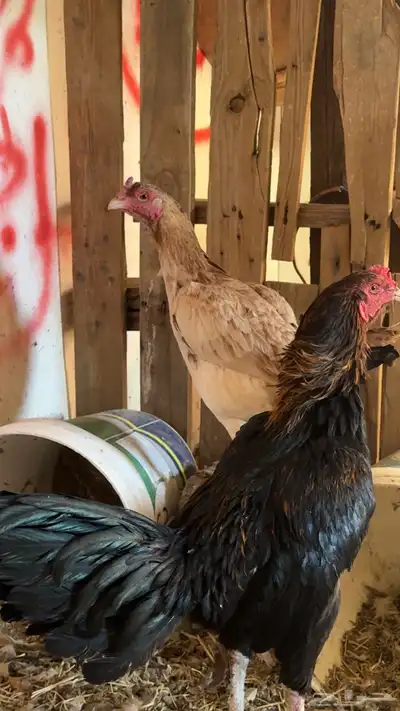 دجاج باكستاني شمو يباني و سندي index