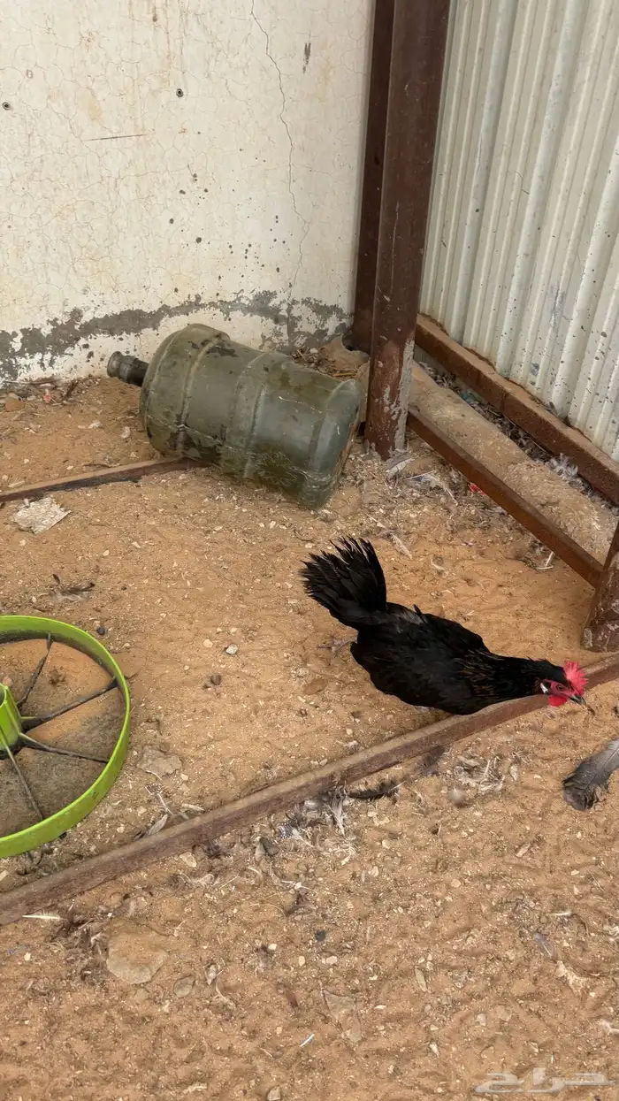 ديك و دجاج 1