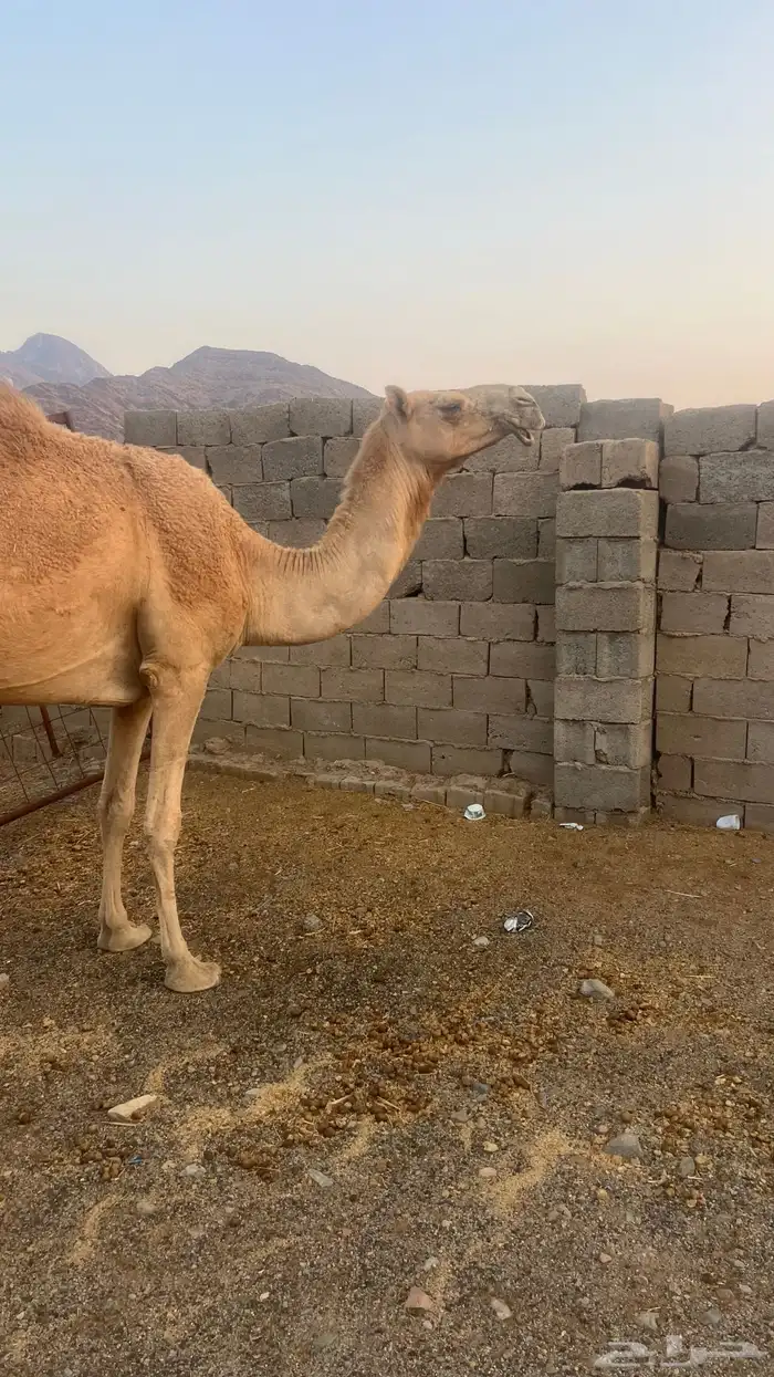 بكره كفو ع ضراب 5