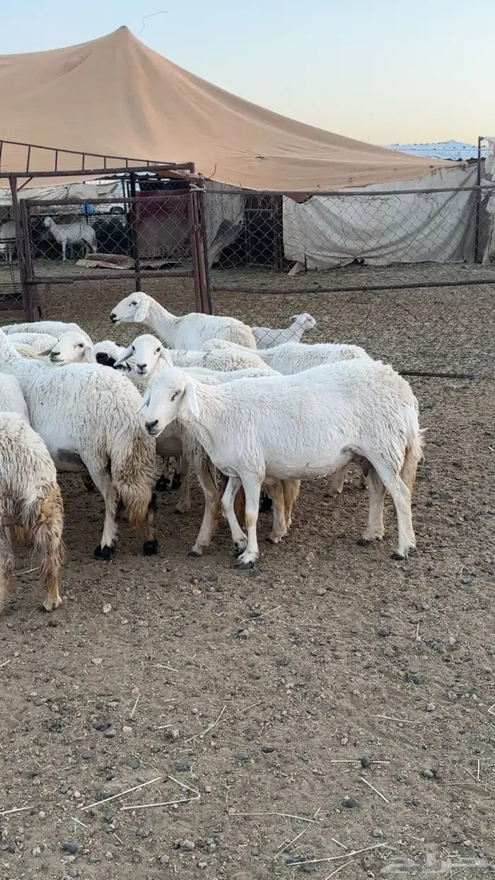 اعرض لكم حلالي ضان شهران متابيع كفوو مراح واحد واسنان 2