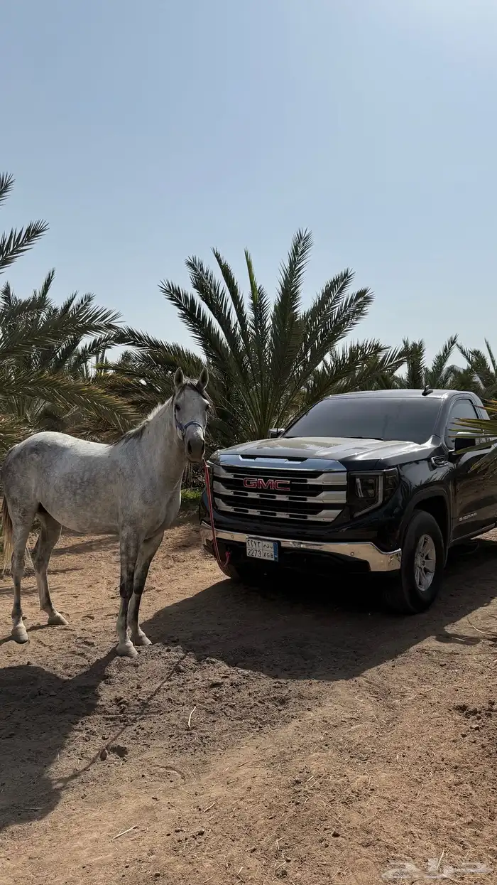 فرس شعبي لقاح 1