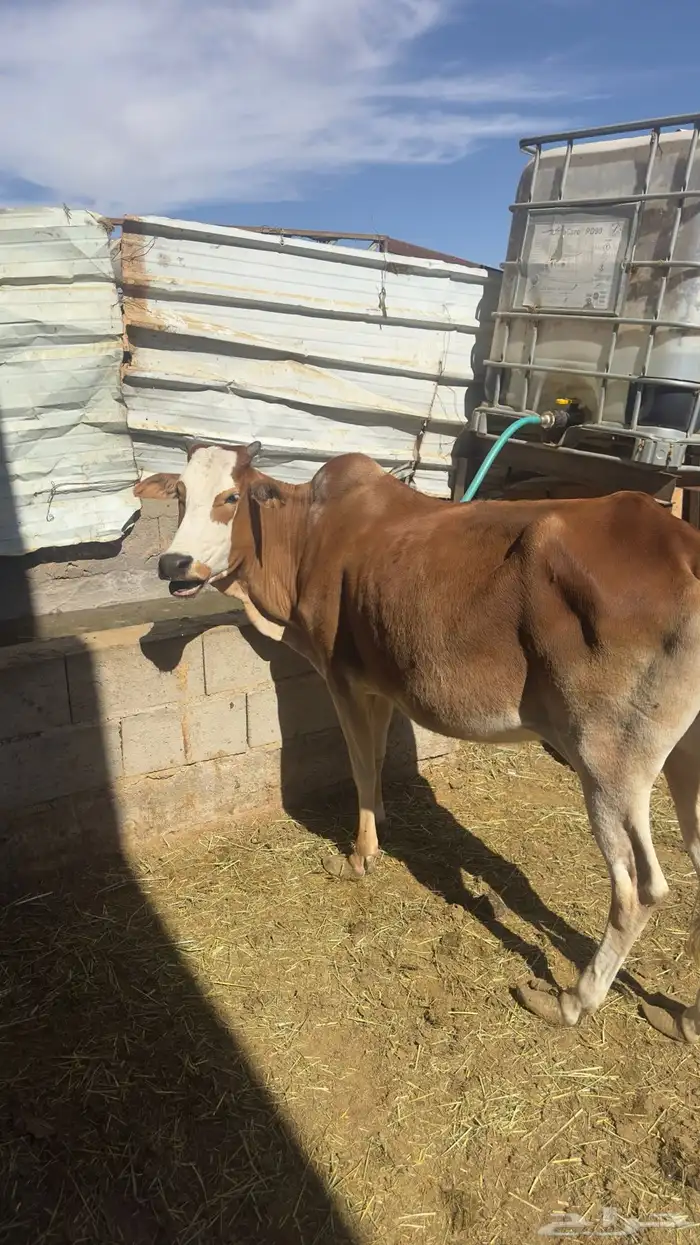 بقره القحه 1