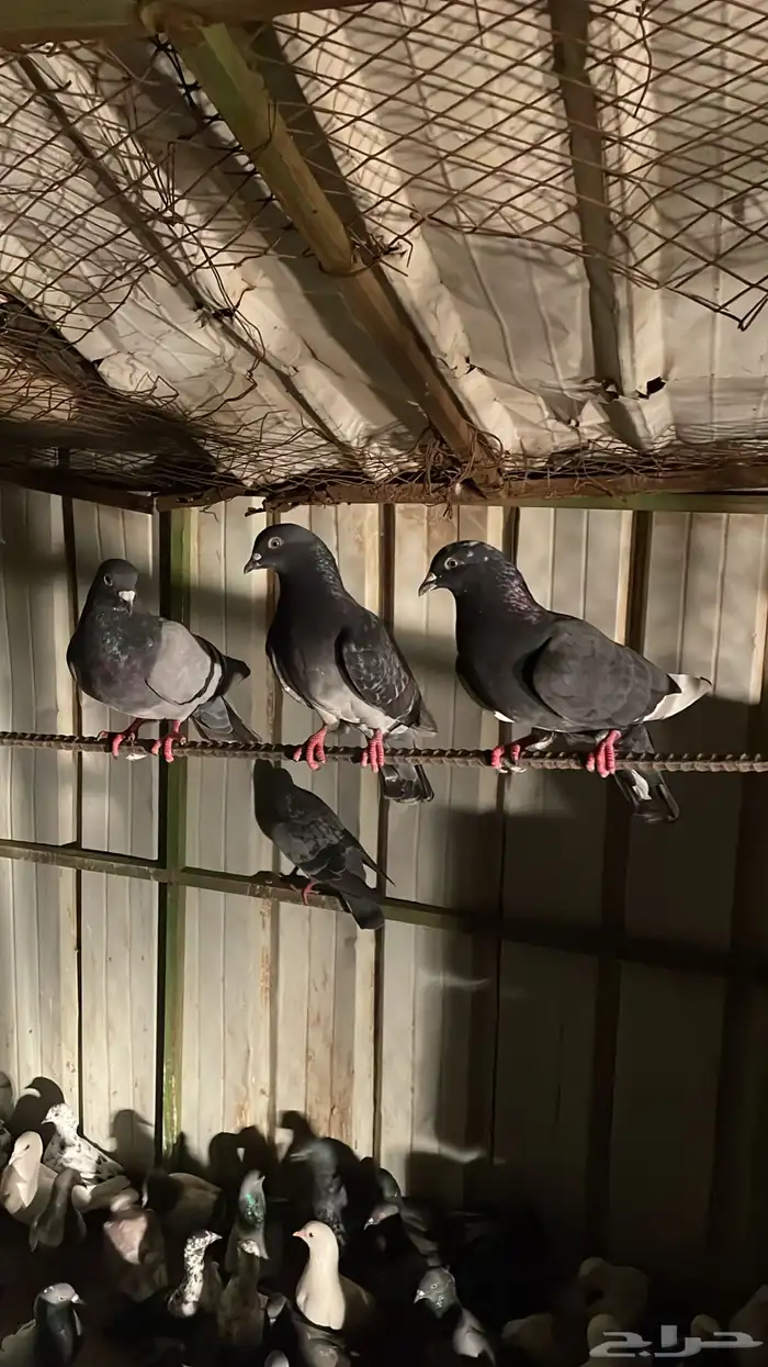 حمام بلدي للبيع 20زوج8ريال 1