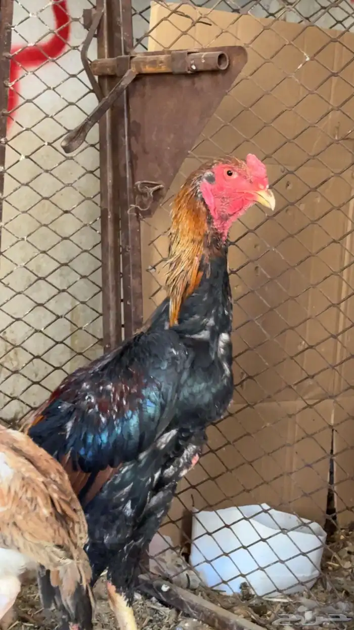 دجاج باكستاني شمو يباني و سندي 15